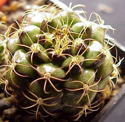 Gymnocalycium_damsii_rotudulum_2